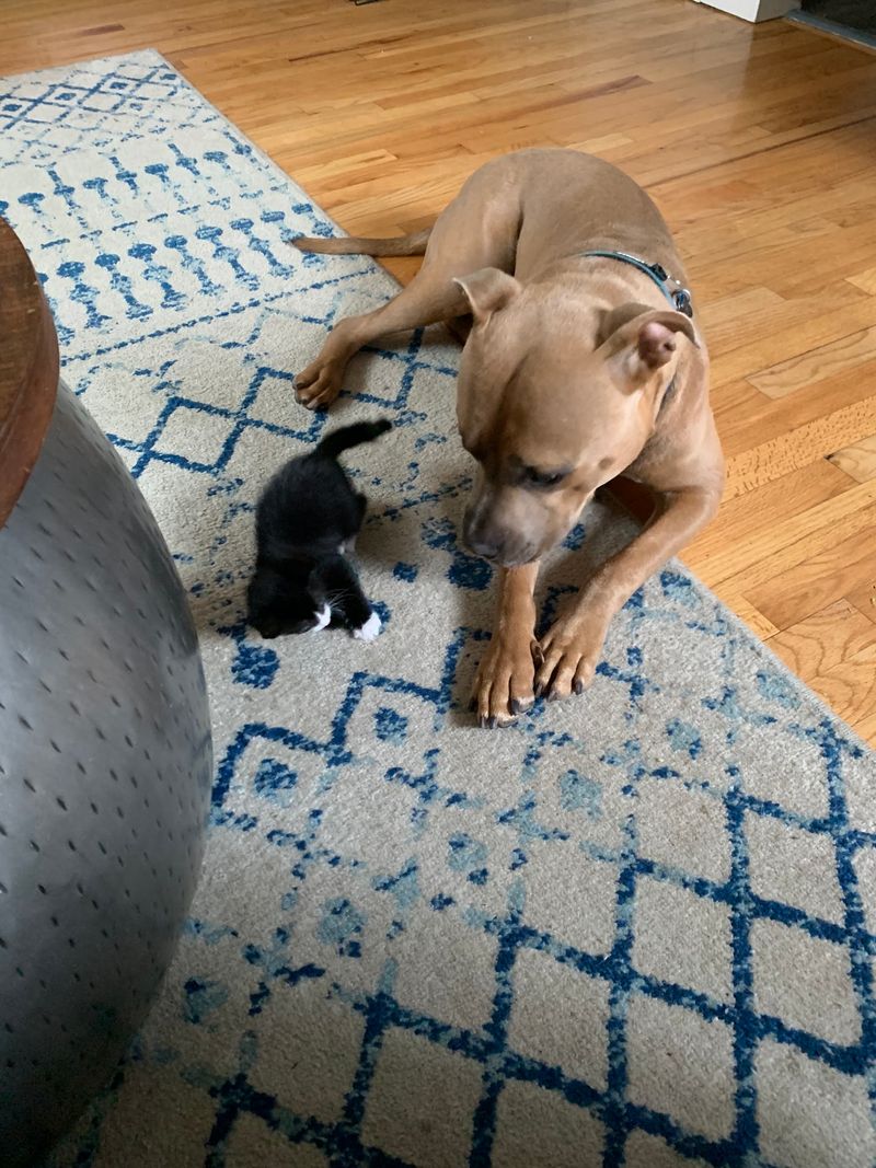 This Connecticut Animal Shelter Gives Abandoned And Senior Dogs A Second Chance At A Loving Home - Decor Hint Numbers That Wag Their Tails