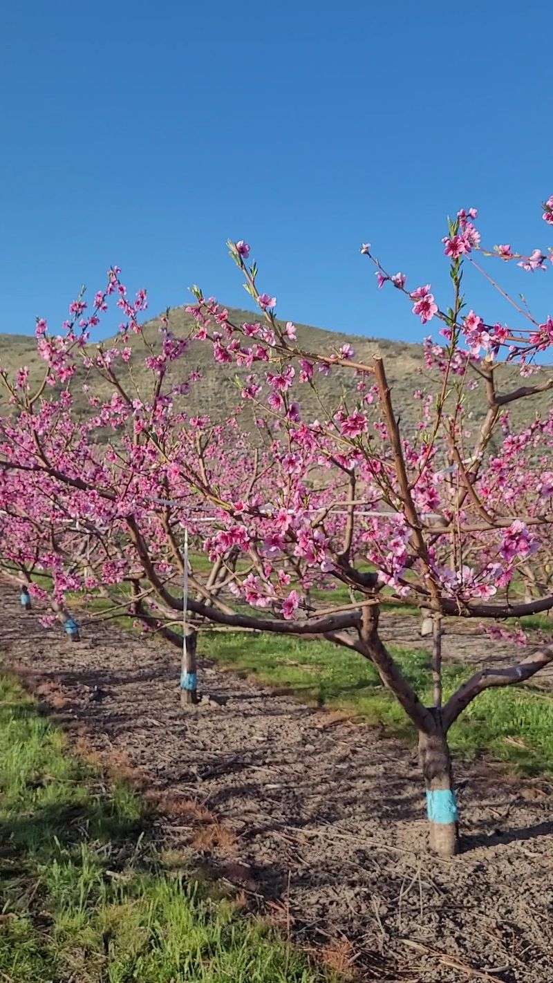 Gem Orchards In Emmett