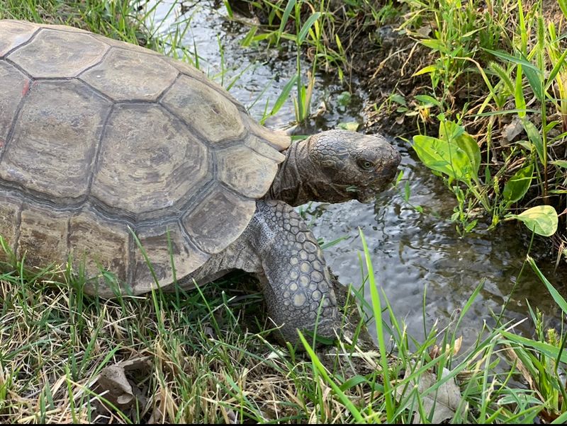 Giant Tortoise Shells You Can Actually Scratch