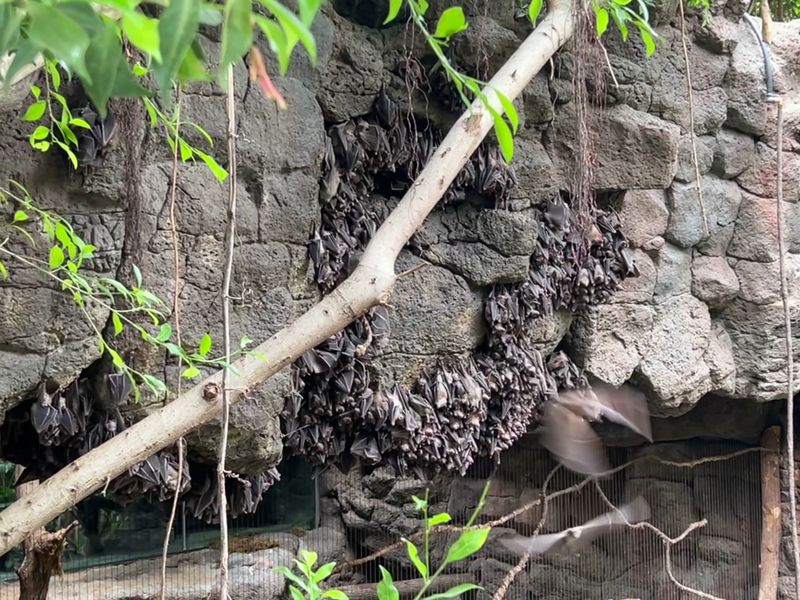 Bats Zooming Past Like Tiny Jet Pilots