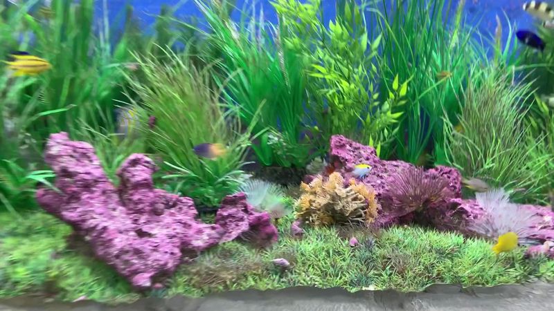 East Idaho Aquarium In Idaho Falls