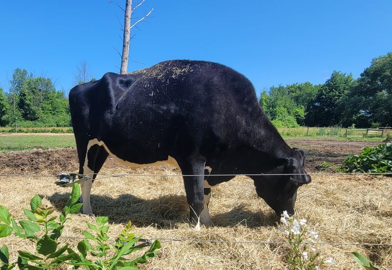 Asha's Farm Sanctuary, Newfane