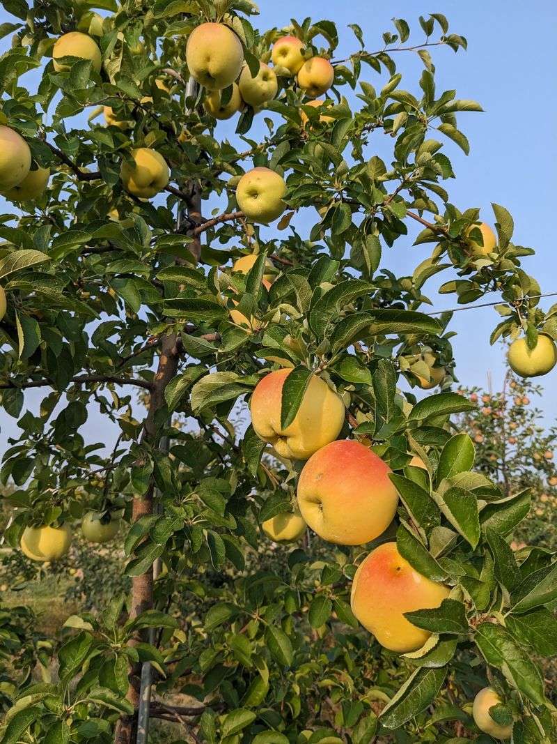 Twenty-Plus Apple Varieties, Ripening in Waves