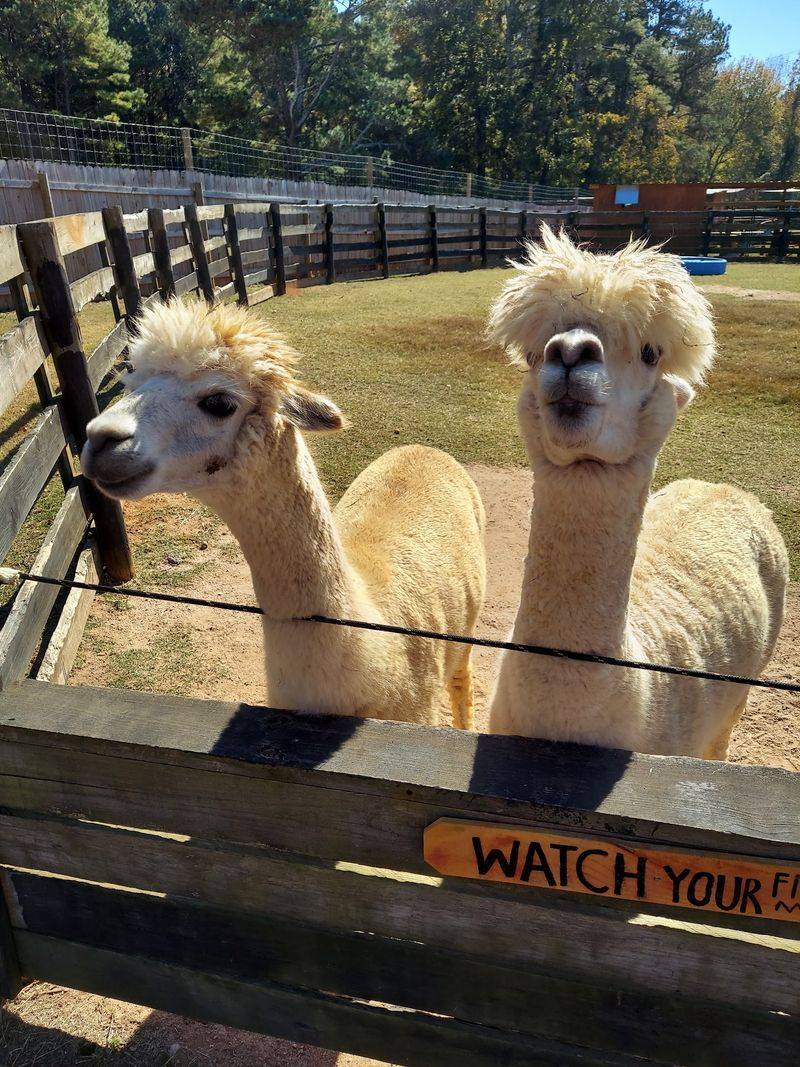 Georgia Untamed Zoo