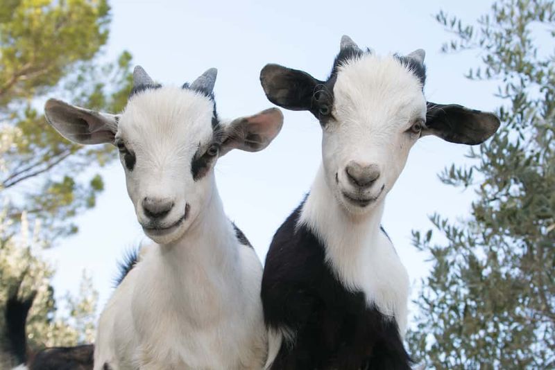 Big Red's Barn Indoor Animal Experience and Education In Coeur d'Alene