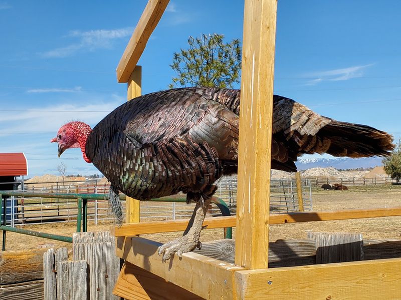 Heritage Breeds Get Their Moment In The Spotlight