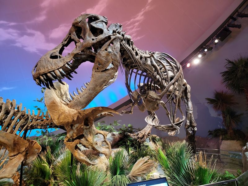 Real Scientists Clean Real Fossils Right In Front Of You