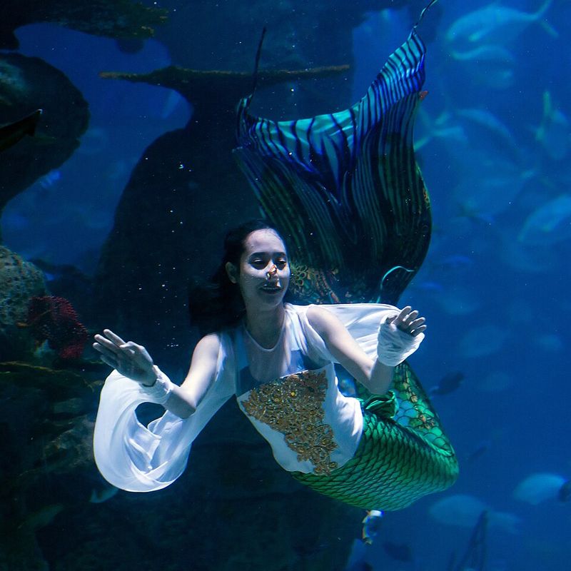Seahorses, Dart Frogs, And Fish With Racing Stripes
