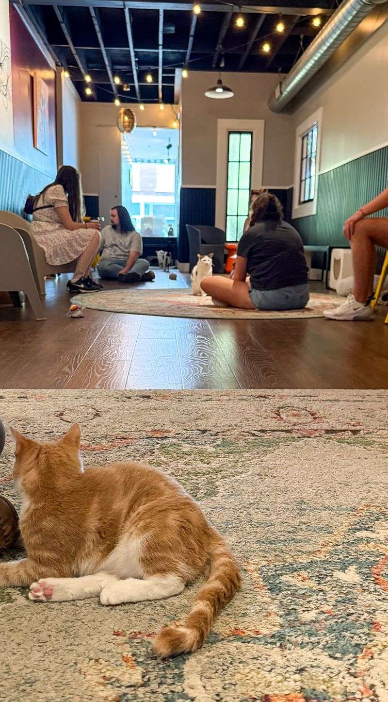 Over 200 Cats Have Found Homes Thanks To This North Carolina Cat Lounge, And One Visit Could Change Your Life - Decor Hint Book Ahead And Skip The Waiting Game