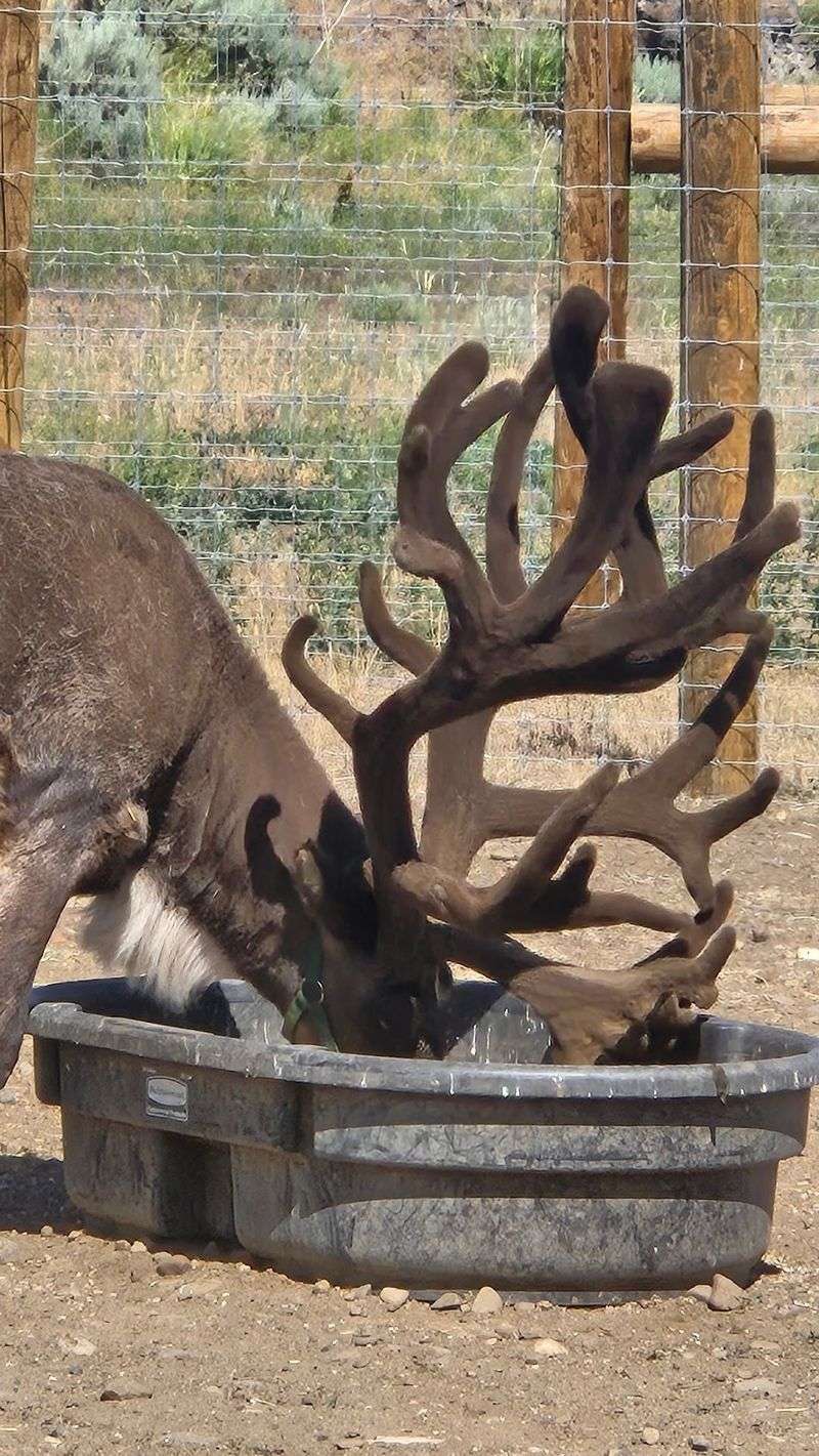 The Boys Get Their Own Visit, With A Fence Between Friends