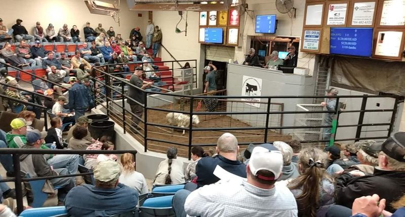 You Can Actually Buy Cattle, Goats And More At This Old-School North Carolina Livestock Auction - Decor Hint Watch Cattle Move Through The Auction Ring During Tuesday Sales