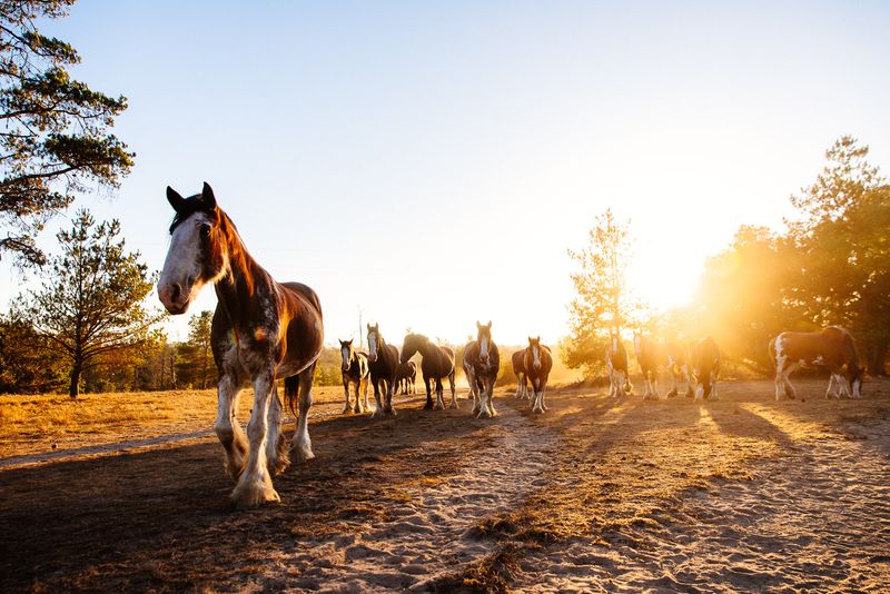 Some Of The Horses Weigh Around 2,000 Pounds