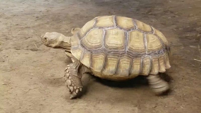 Turtle Terrace Is Worth Planning A Warm Day Around