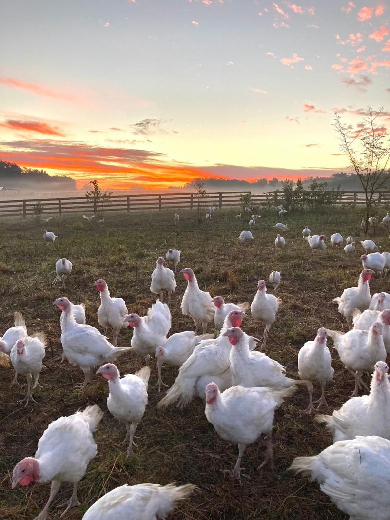 Stock Up On Meat Raised Without Added Growth Hormones