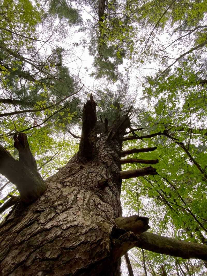 These Native Pines Grow Surprisingly Far South