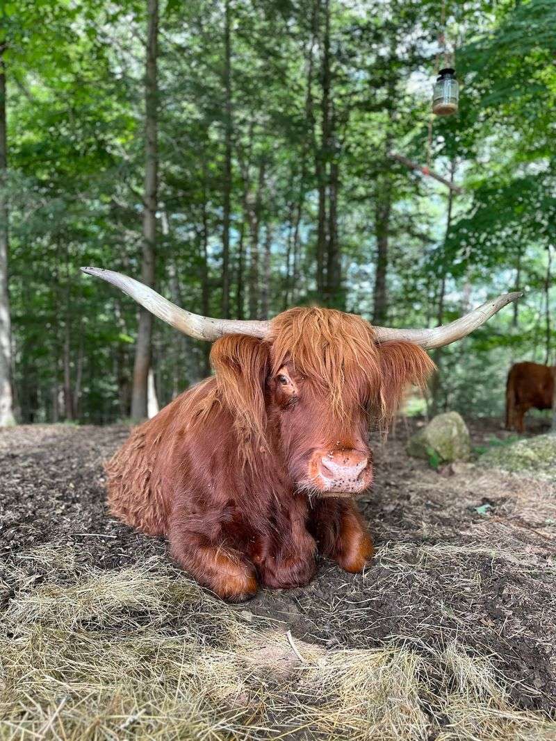 These Shaggy Locals Will Steal Your Heart Immediately
