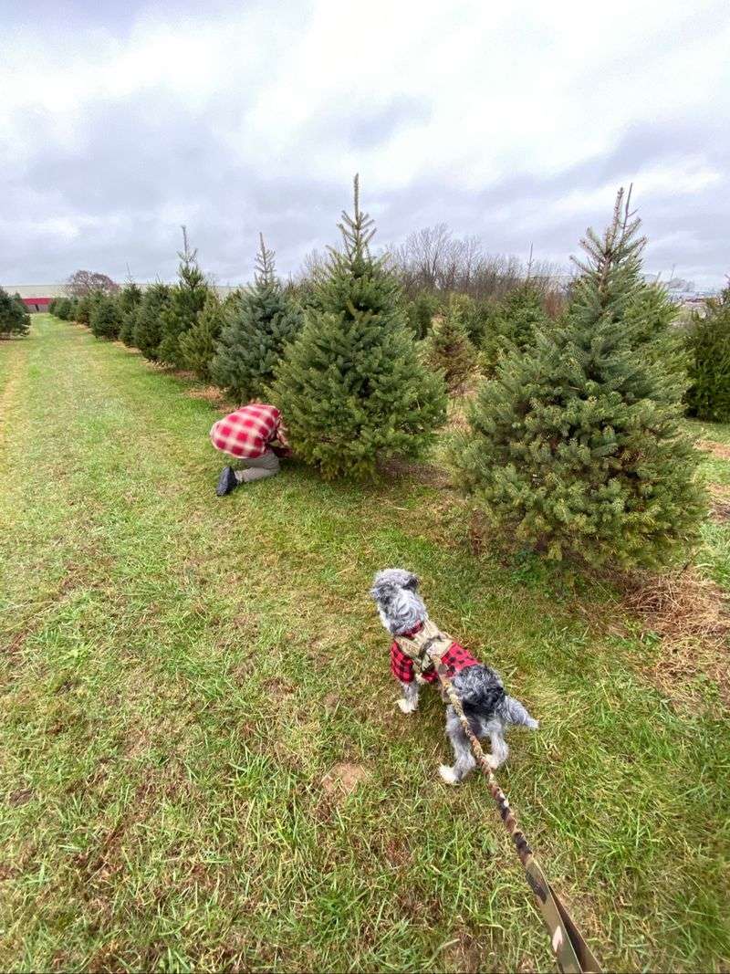 Shelby Christmas Tree Farm & Nursery
