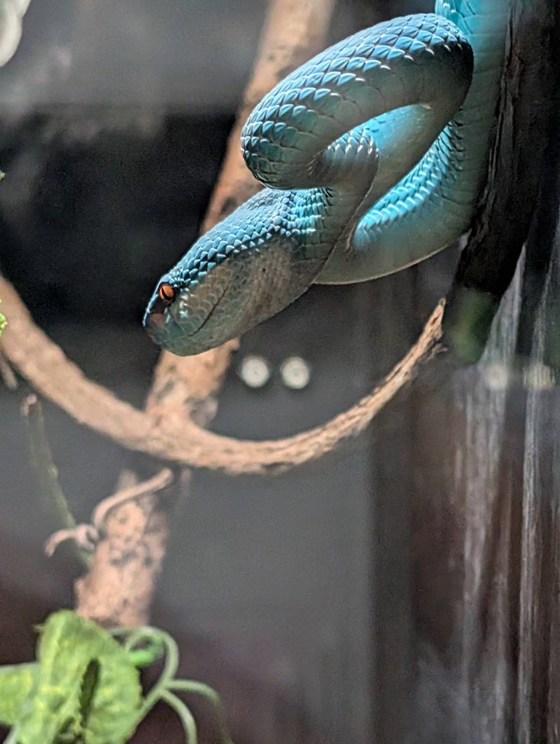 You Can Watch Experts Collect Snake Venom At This Kentucky Zoo With One Of The Biggest Venomous Snake Collections In The World - Decor Hint The Venom Show Is The Main Event, And It Is Real Science