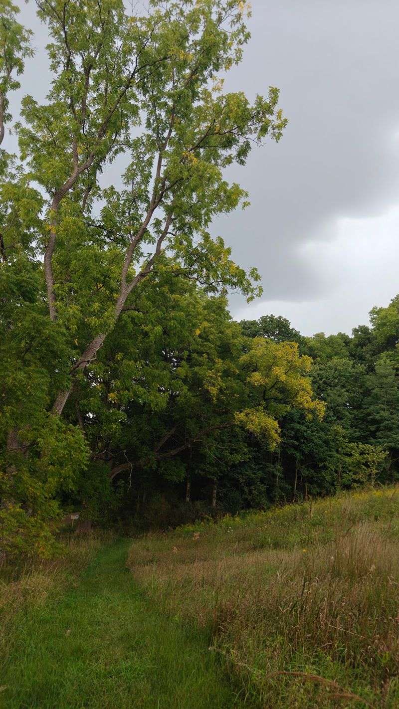 A Woodland Trail That's Easier Than It Sounds