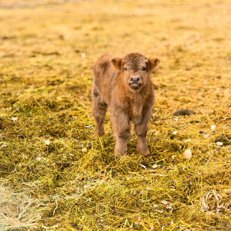 Baby Calves Ready To Steal Every Heart On The Farm