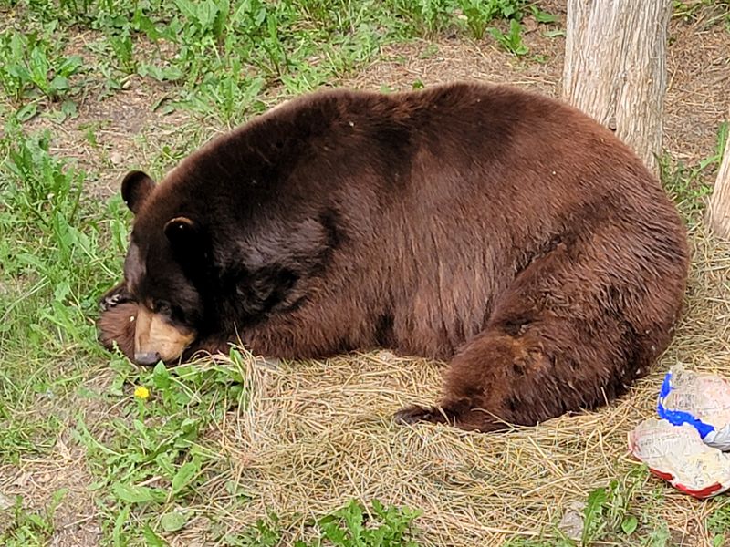 Black Bears Wait At The Top Of The Trail