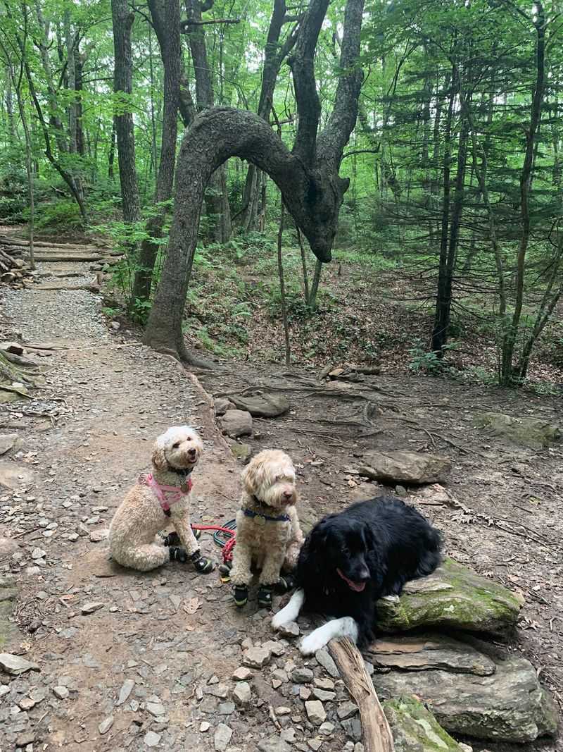 The Nearby Waterfall May Explain Why People Think The Tree Once Pointed The Way