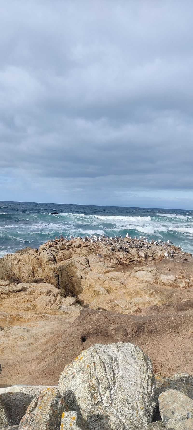 This Historic 17-Mile California Scenic Drive Still Offers Some Of The Most Breathtaking Coastal Views - Decor Hint Seals And Sea Lions Run The Neighborhood At Bird Rock