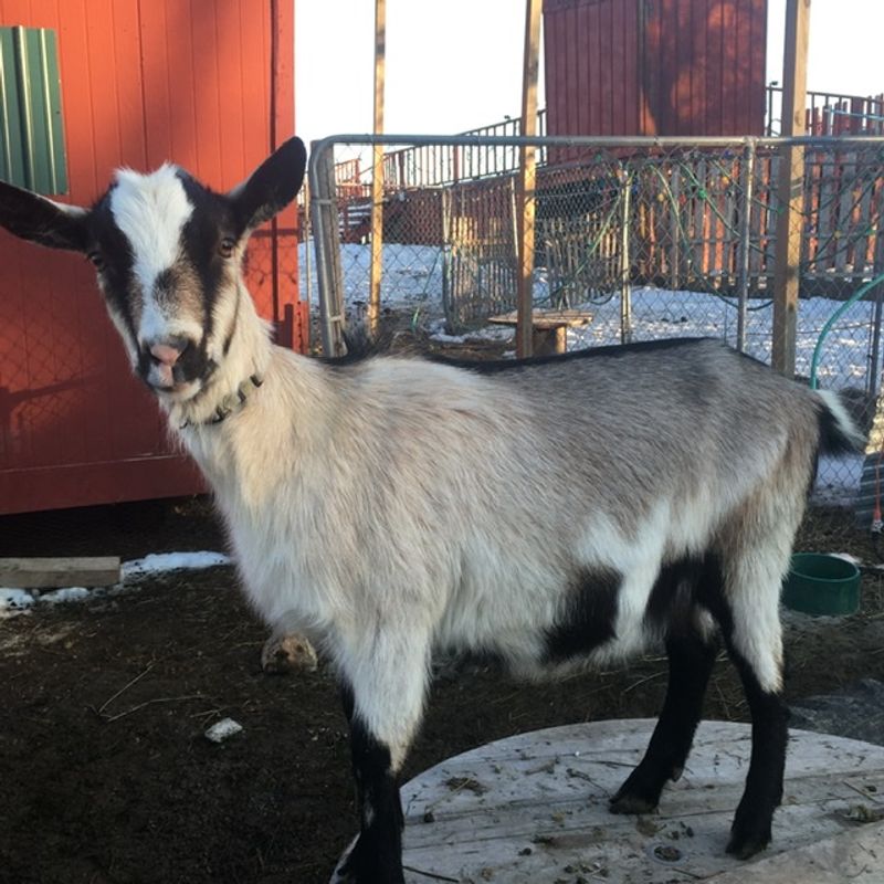Why These Goats Deserve Your Next Free Afternoon