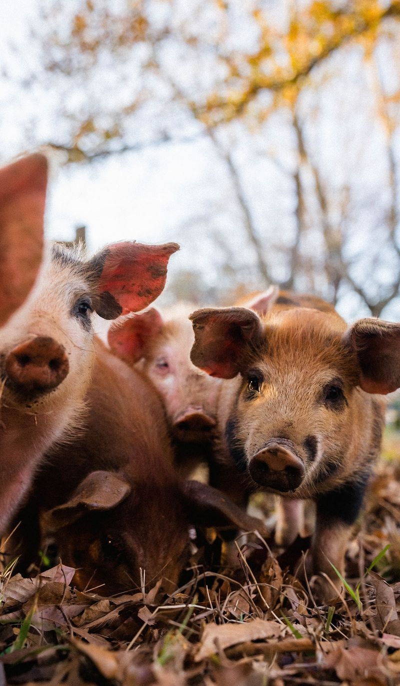 Woods, Acorns, And Very Happy Pigs