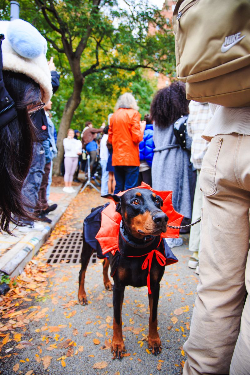 Start Practicing Your Best Matching Pose With Your Pup