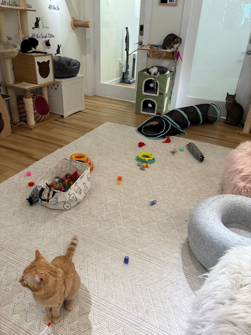 Built For Cats First, And It Shows