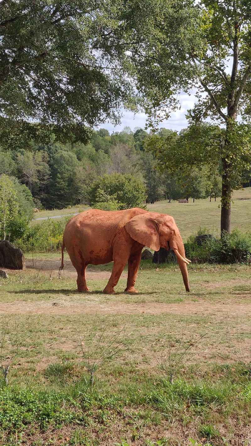 North Carolina Hides A 40-Acre African Wildlife Paradise Where Giant Elephants Roam - Decor Hint The Elephant Story Stretches All The Way To Africa