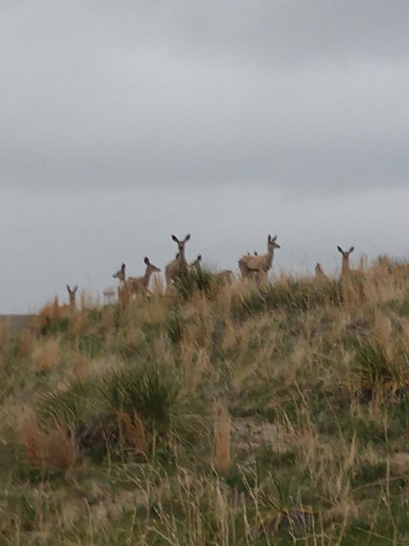Cows, Waterfowl, And Mule Deer Make Fine Neighbors