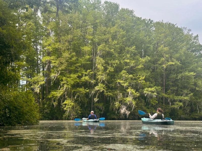 This North Carolina Kayaking Adventure Takes You Across A Lake Where Wild Alligators Roam - Decor Hint Eight Paddlers Max Means Nobody Gets Lost In The Crowd