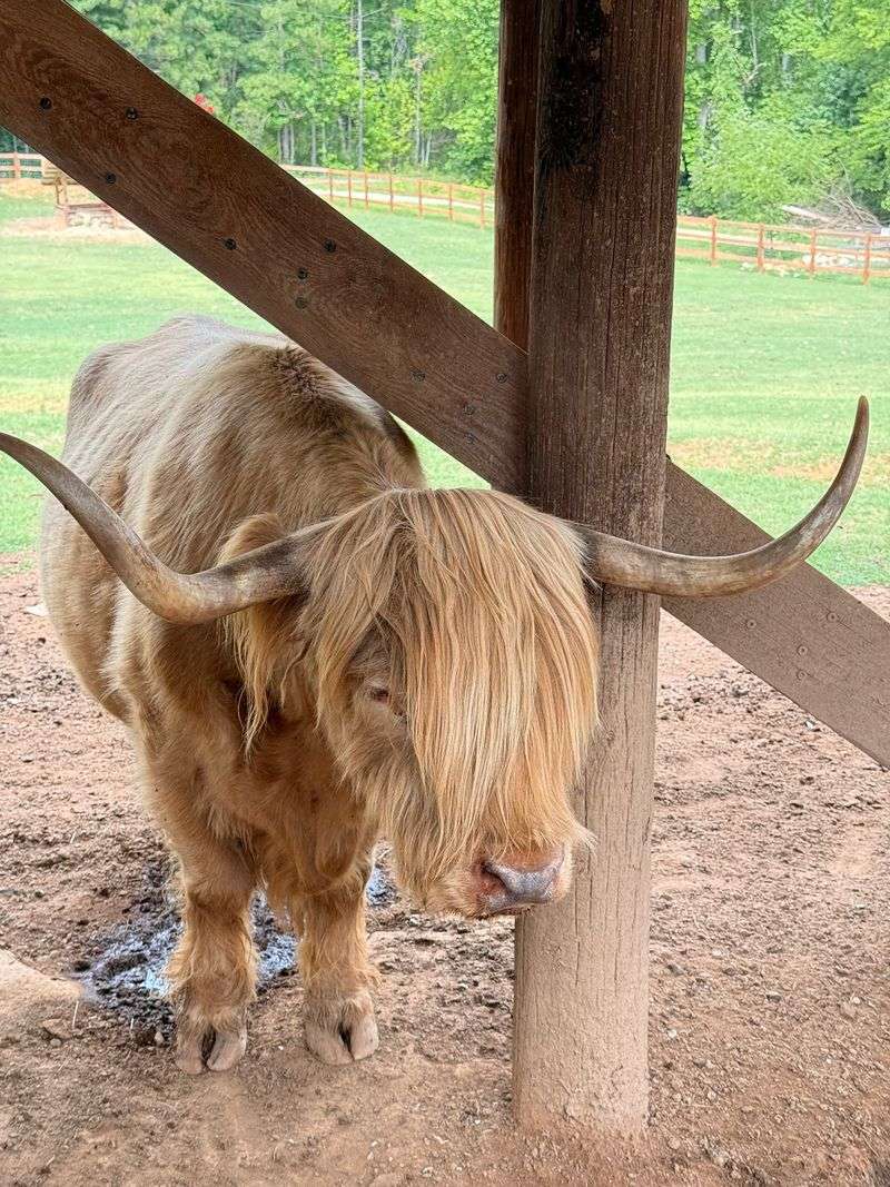 Meet The Fluffy Cow Who Might Steal Your Heart