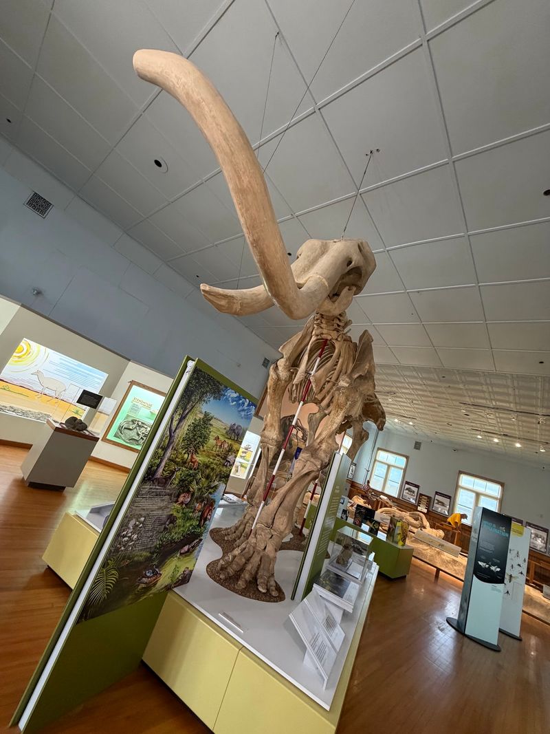Two Mammoths With Locked Tusks Steal The Museum Show