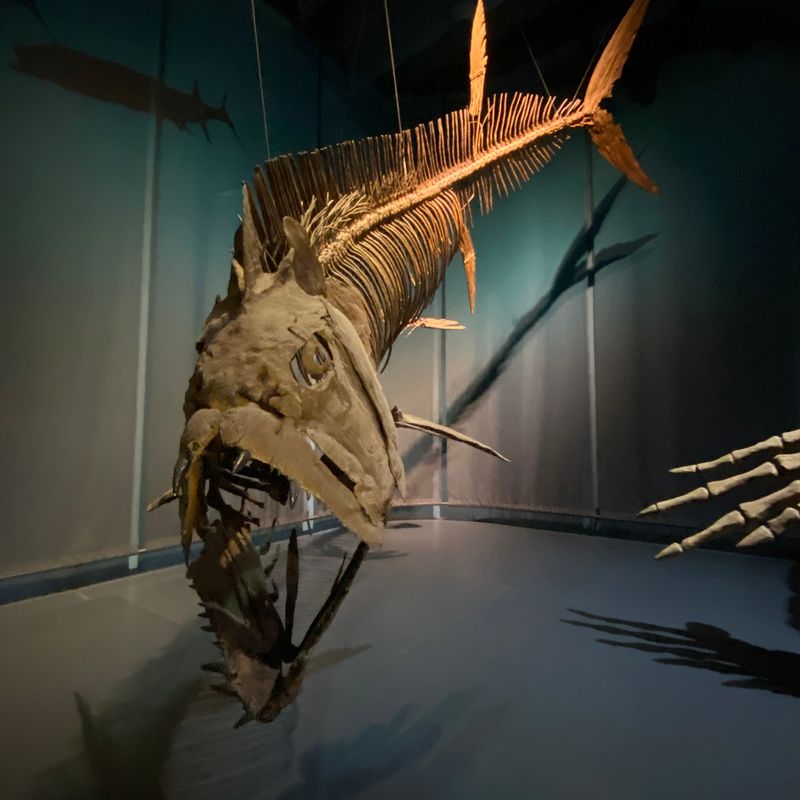 Make It Official With A Fossil Hunting License