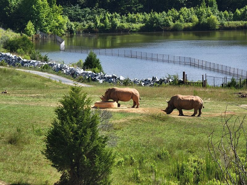 These 5,000 Pound Rhinos Can Run 30 MPH, And You Can See Them In North Carolina - Decor Hint Plan For Miles Of Wild Ground, Not A Quick Loop