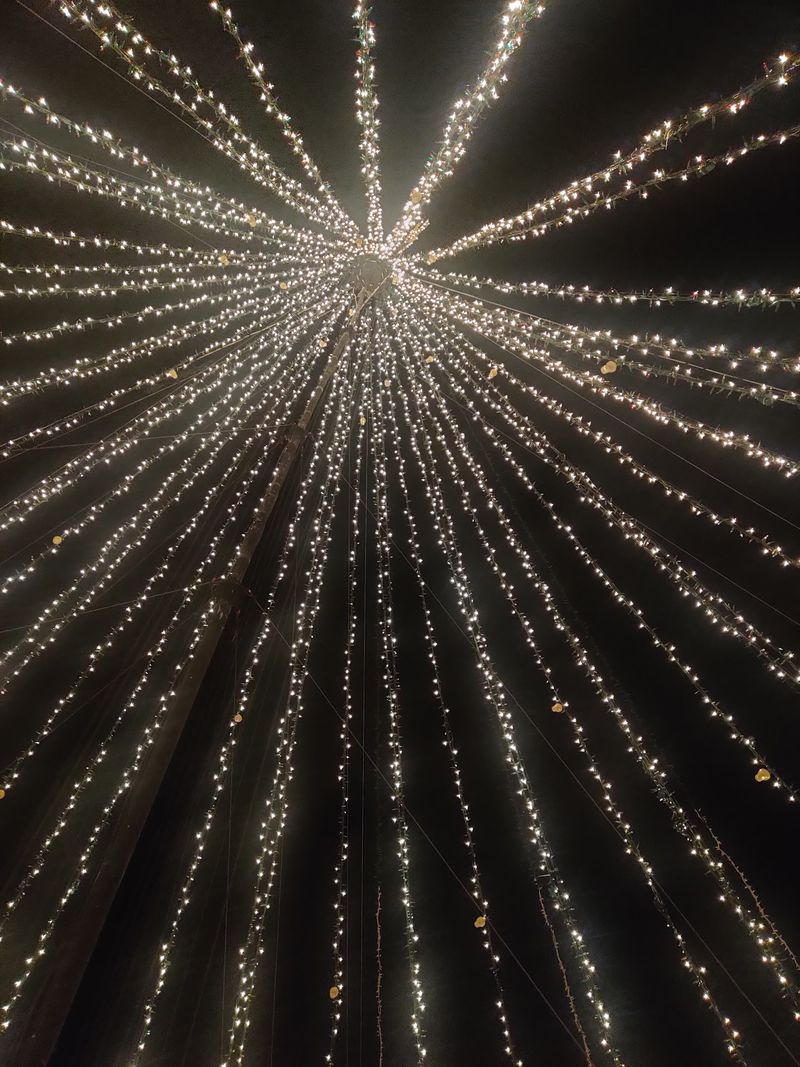 That Towering 50-Foot Tree Is Meant To Be Walked Through