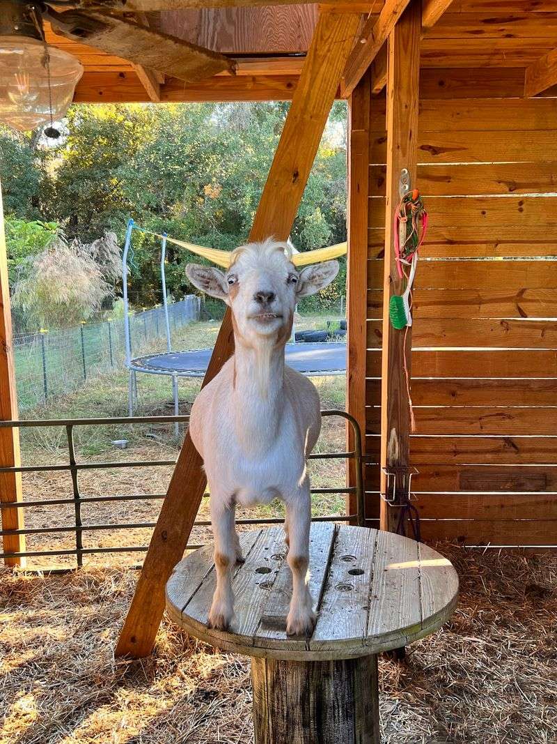 Farm Tours Turn Curious Kids Into Animal Fans