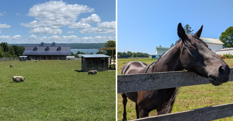 The 9 New York Animal Sanctuaries Where You Can Spend A Day With Rescued Animals