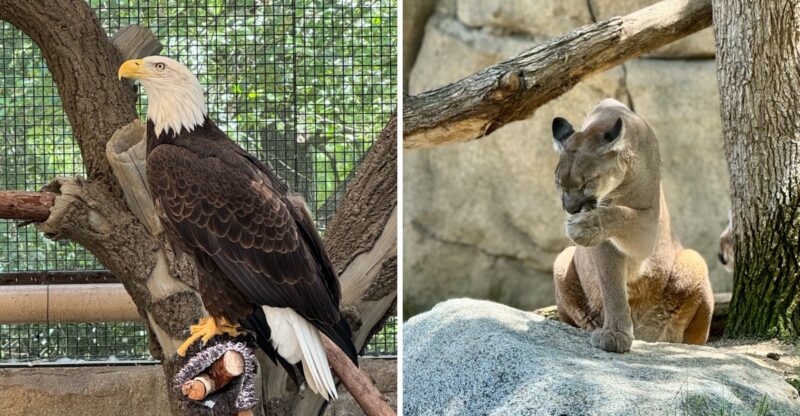 10 California Wildlife Rescues Where You Can Get Up Close With Animals