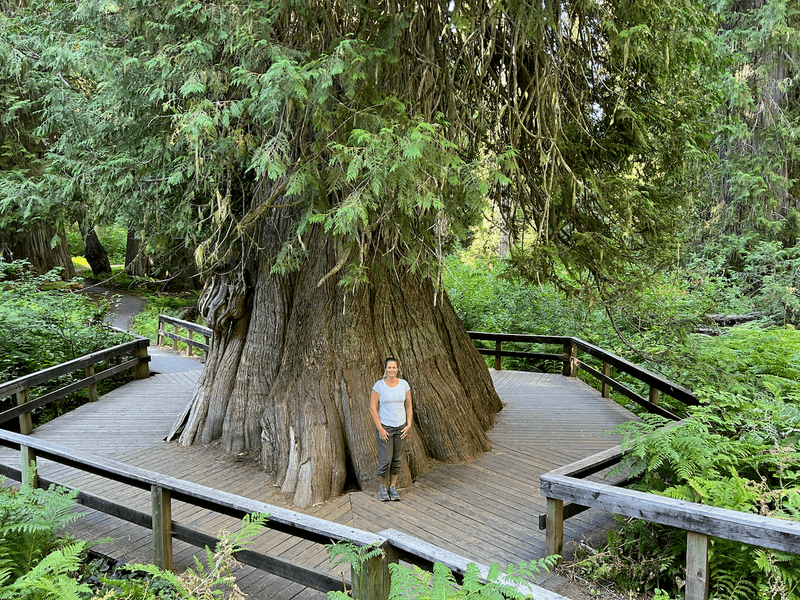 This Idaho Forest Lets You Walk Among Cedars That Were Already Growing Centuries Before Statehood