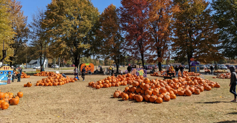 This Ohio Pumpkin Farm Lets You In For Free And Even Has A Yellow Brick Road