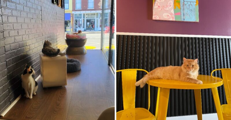 Over 200 Cats Have Found Homes Thanks To This North Carolina Cat Lounge, And One Visit Could Change Your Life