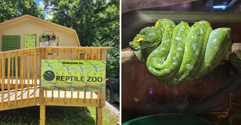You Can Watch Experts Collect Snake Venom At This Kentucky Zoo With One Of The Biggest Venomous Snake Collections In The World