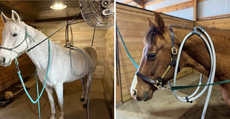 This Saunders County Wellness Program Brings Gentle PEMF Sessions To Nebraska Dogs And Horses