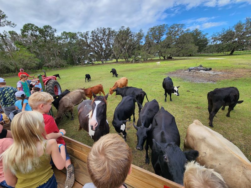 This Florida Fall Festival Has A Corn Maze, Tractor Rides And Farm Animals