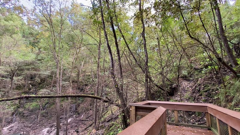 Over Two Hundred Feet Of Rock Walls Line This Florida State Park’s Shady Limestone Trail