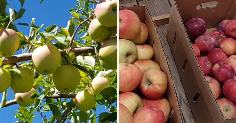 8 Idaho Orchards Where You Still Pick Apples Straight Off The Tree This October